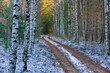 Las zimą. Pomiędzy drzewami przebiega leśna droga. Pobocza, pas pomiędzy koleinami pokrywa cienka warstwa śniegu. 