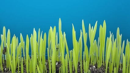 Poster - sprouting wheat grains for cat food time lapse