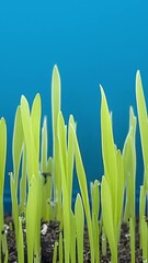 Poster - Wheat seeds growing underground