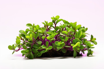 Purslane plant, white isolated background