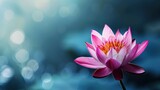 Fototapeta Kwiaty - Pink water lily background on water with copy space for text, perfect for banners and featuring an inspirational phrase