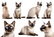 Siamese cat kitten kitty many angles and view portrait side back head shot isolated on transparent background cutout, PNG file
