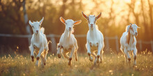 A Group Of Goats In Species-appropriate Grazing In The Backlight Of A Summer Evening