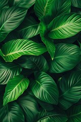 Wall Mural - leaves of Spathiphyllum cannifolium, abstract green texture, nature background, tropical leaf vertical banner.