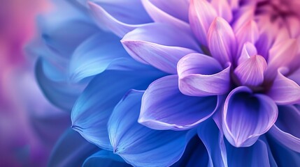 Colorful chrysanthemum flower macro shot. Chrysanthemum blue, red, purple color flower background.