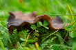 Kleeblatt von einem Pilz bedeckt