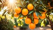 Fresh oranges on trees - orange garden in sunlight with juicy oranges on the tree. Healthy diet and fresh fruit concept.