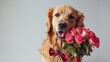 The dog holds a bouquet of roses in his mouth. Golden Retriever in a bow tie sits on a white background with flowers. Postcard for birthday, wedding, valentine's day, eighth of march.    