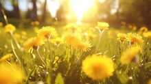 Beautiful Flowers Of Yellow Dandelions In Nature In Warm Summer Or Spring On Meadow In Sunlight, Macro