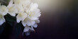 Biały rododendron, puste miejsce na tekst, życzenia