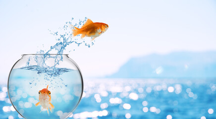 Wall Mural - Goldfish leaps out of the aquarium to throw itself into the sea
