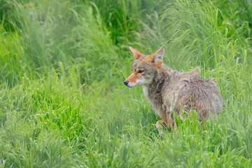coyote, canis latrans, kenai, alaska, usa,