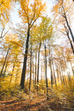 Fototapeta Las - Colourful autumn forest in the Brabantse Wouden National Park. Colour during October and November in the Belgian countryside. The diversity of breathtaking nature