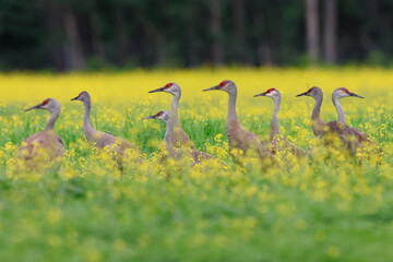 Wall Mural - Sandhill crane, Antigone canadensis, Creamer´s Field Migratory Waterfowl Refuge, Fairbanks, Alaska, USA,