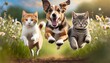cute funny dog and cat group jumps and running and happily a field blurred background