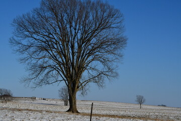 Poster - Bare Tree in a Snowy Field