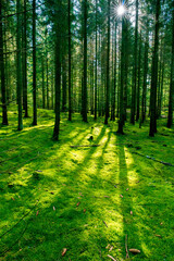 Wall Mural - a great view up into the trees direction sky in may, germany