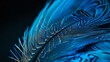 a close up of a blue feather on a black background.     