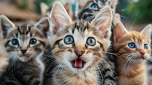 A Close Up Of A Bunch Of Kittens With Different Expressions     