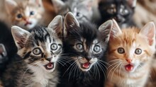 A Close Up Of A Bunch Of Kittens With Different Expressions    