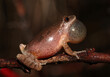 Profile view of a male Spring Peeper (Pseudacris crucifer) perched on a thin twig with his vocal sac inflated as he makes a loud peeping sound to attract a female to mate with. 