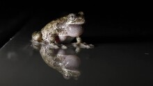 A Male Cope S Gray Treefrog (Hyla Chrysoscelis) Calling For A Mate With Its Distinctive Trill. It Is Sitting On A Damp Surface That Provides A Reflection Of The Frog As He Sings. Recorded During July 