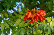 Afrikanischer Tulpenbaum - Spathodea campanulata