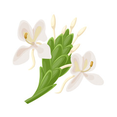 Poster - Vector illustration, Hedychium coronarium, white garland-lily, or white ginger lily, isolated on white background.