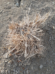 Sticker - dried grass and dry leaves on the ground