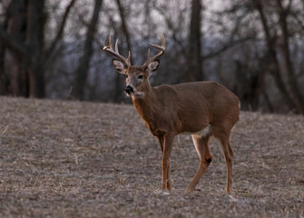 Wall Mural - nice buck in a field
