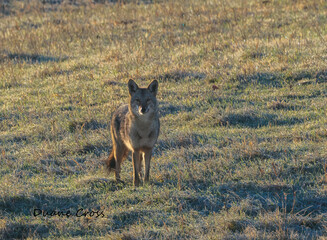 Wall Mural - coyote in a field