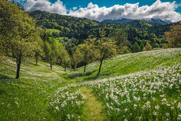 Wall Mural - Blooming white daffodil flowers in the gardens in Slovenia