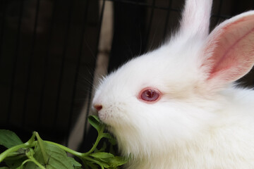 white rabbit in the garden