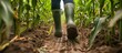 Farmer's rubber boots walking among maize stalks, viewed from a low angle.
