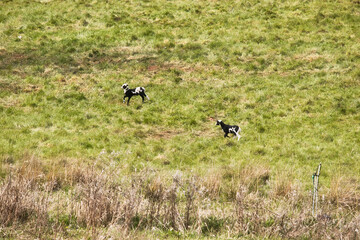 Two black and white lambs playing in the green grass in a field near Lohnsfeld, Germany on a spring day.