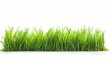 fresh spring green grass, white background, space for text, copy space, 16:9