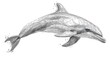  a black and white photo of a dolphin's head and a line drawing of a dolphin's head and a line drawing of a dolphin's head and a line drawing of a dolphin's head.