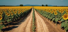  A Large Field Of Sunflowers With A Dirt Road In The Foreground And A Blue Sky In The Background With A Few Clouds Above The Sunflowers.