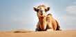  a camel sitting in the middle of a desert looking at the camera with a blue sky in the back ground and a few white clouds in the sky in the background.