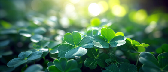 Green growing wet clover leaves on a blurred natural background. Shamrocks for St. Patrick's day holiday. Lucky four-leave clover symbols, holiday template.