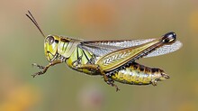 A Grasshopper Captured Mid-leap, Photographed From A Side Angle, Highlighting The Powerful Hind Legs And Mid-air Grace Of This Agile And Acrobatic Insect.