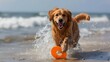 golden retriever running in the water, an energetic Golden Retriever happily fetching a frisbee at the beach, demonstrating its enthusiasm for playtime and outdoor activities