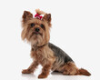 side view of adorable little yorkie dog with red bow ponytail looking up