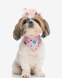 adorable little shih tzu female dog with pink bandana and dotted bow