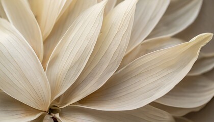 Wall Mural - nature abstract of flower petals beige leaves with natural texture as natural background or wallpaper macro texture neutral color aesthetic photo with veins of leaf botanical design