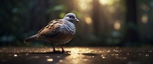 Pigeon Standing On The Ground In The Forest, Close Up