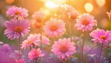 Daisy Flower Against Yellow Pink Background. Hello Spring. Abstract Bright Spring Or Summer Landscape Texture With Natural Gold Yellow Bokeh Lights And Sun. Backdrop Illustration With Copy Space. 