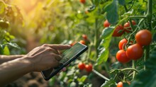 Harvest, Hand Using Tablet Phone Inspecting Red Cherry Tomato Agricultural Garden With Concept Modern Technologies, Agriculture, Gardening