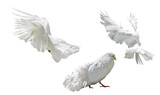 Fototapeta Pokój dzieciecy - isolated three peacock pure white doves