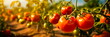 Ripe tomatoes against a background of golden tomato fields create a harmonious combination of crops in the countryside.